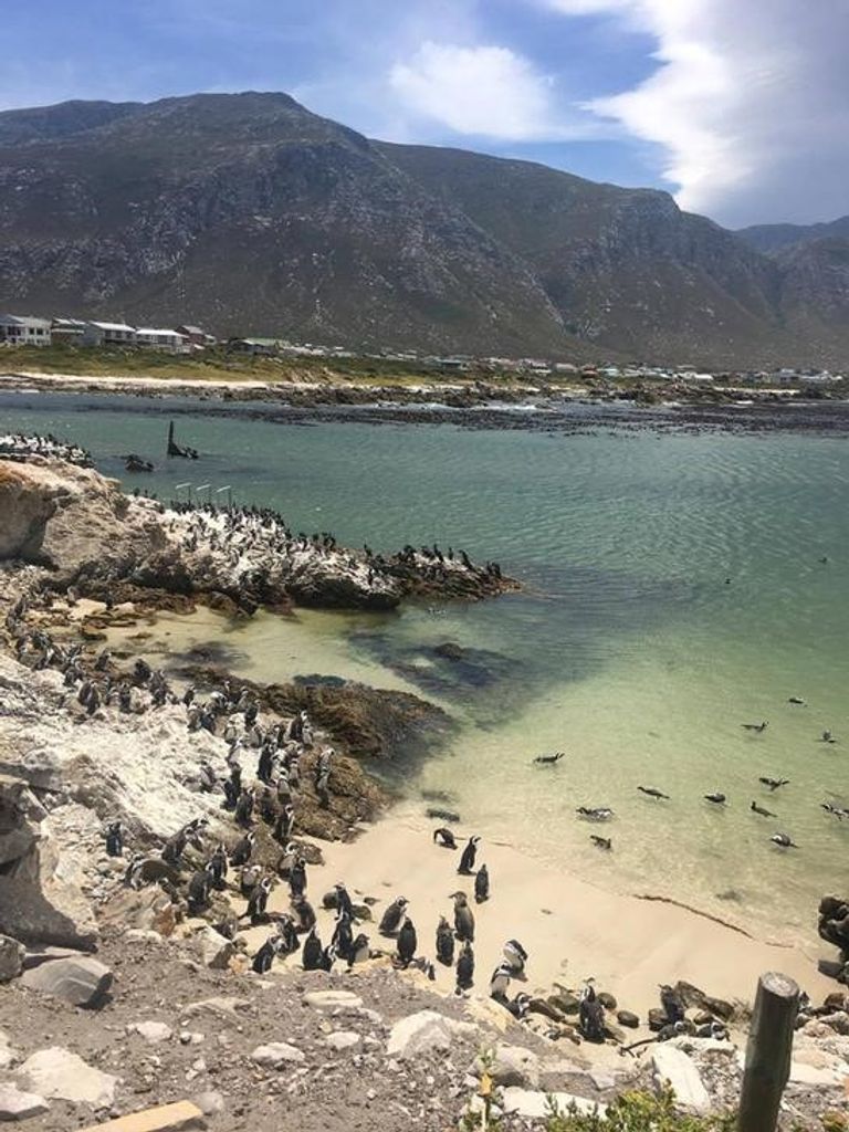 البطاريق أعيدت لموطنها الطبيعي