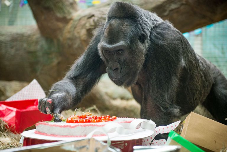 الغوريلا "كولو"