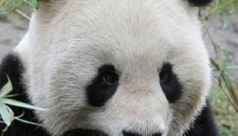 ذكر الباندا لونج هوي في حديقة شونبران