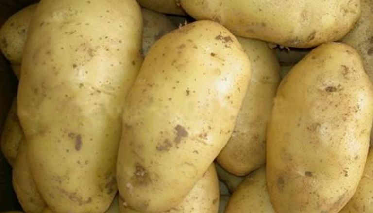 روسيا تخفف الحظر على البطاطس المصرية