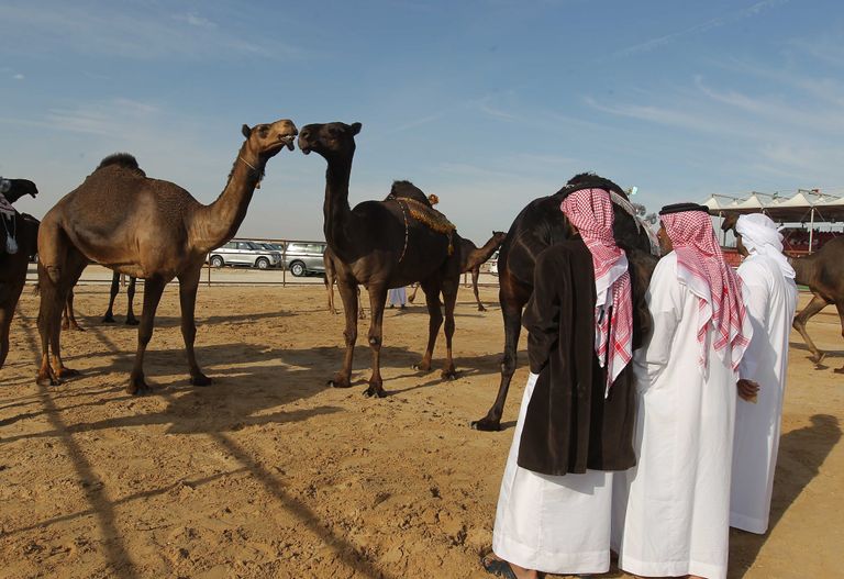 جانب من فعاليات مهرجان الظفرة