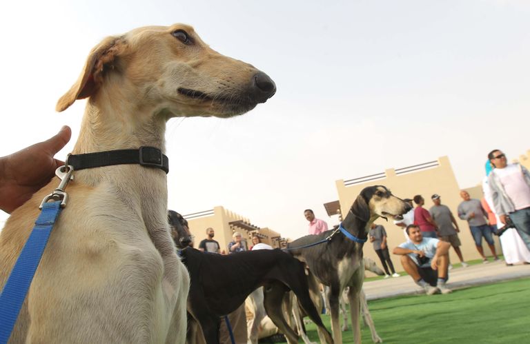 جانب من فعاليات مهرجان الظفرة