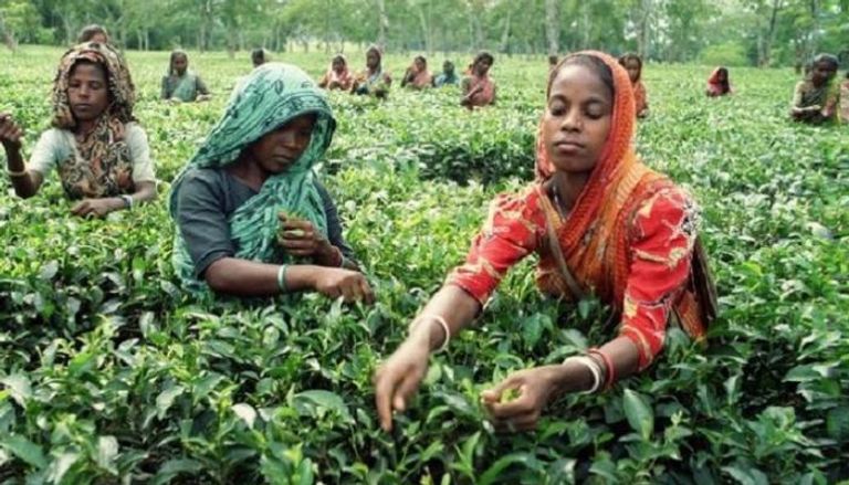 عاملات في مزارع الشاي