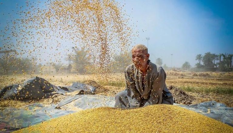 احتياطيات القمح في مصر تكفي حتى أبريل