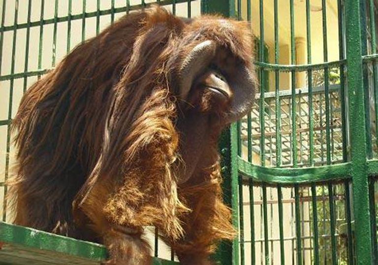 الفيلة كريمة