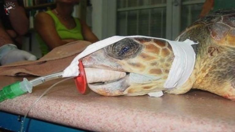 الفيلة كريمة