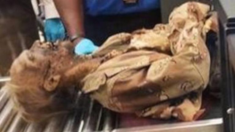 أغرب مضبوطات المطارات الأمريكية