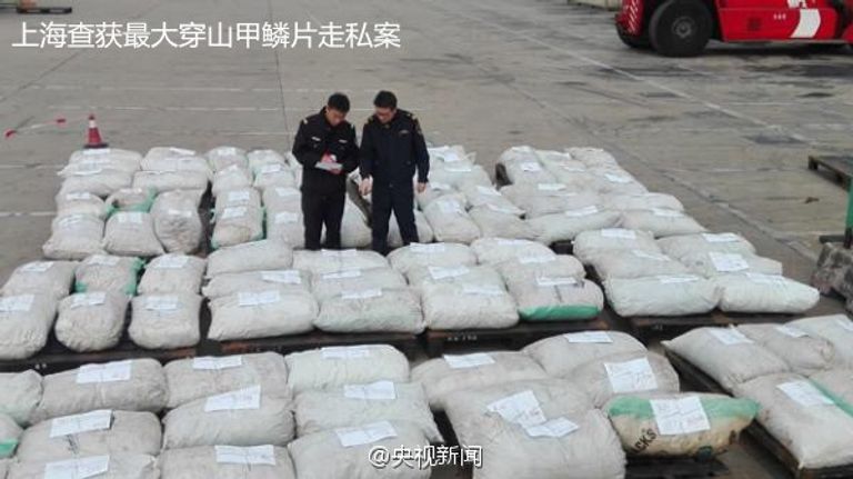 القشور تغطي حيوان البنغول أو آكل النمل