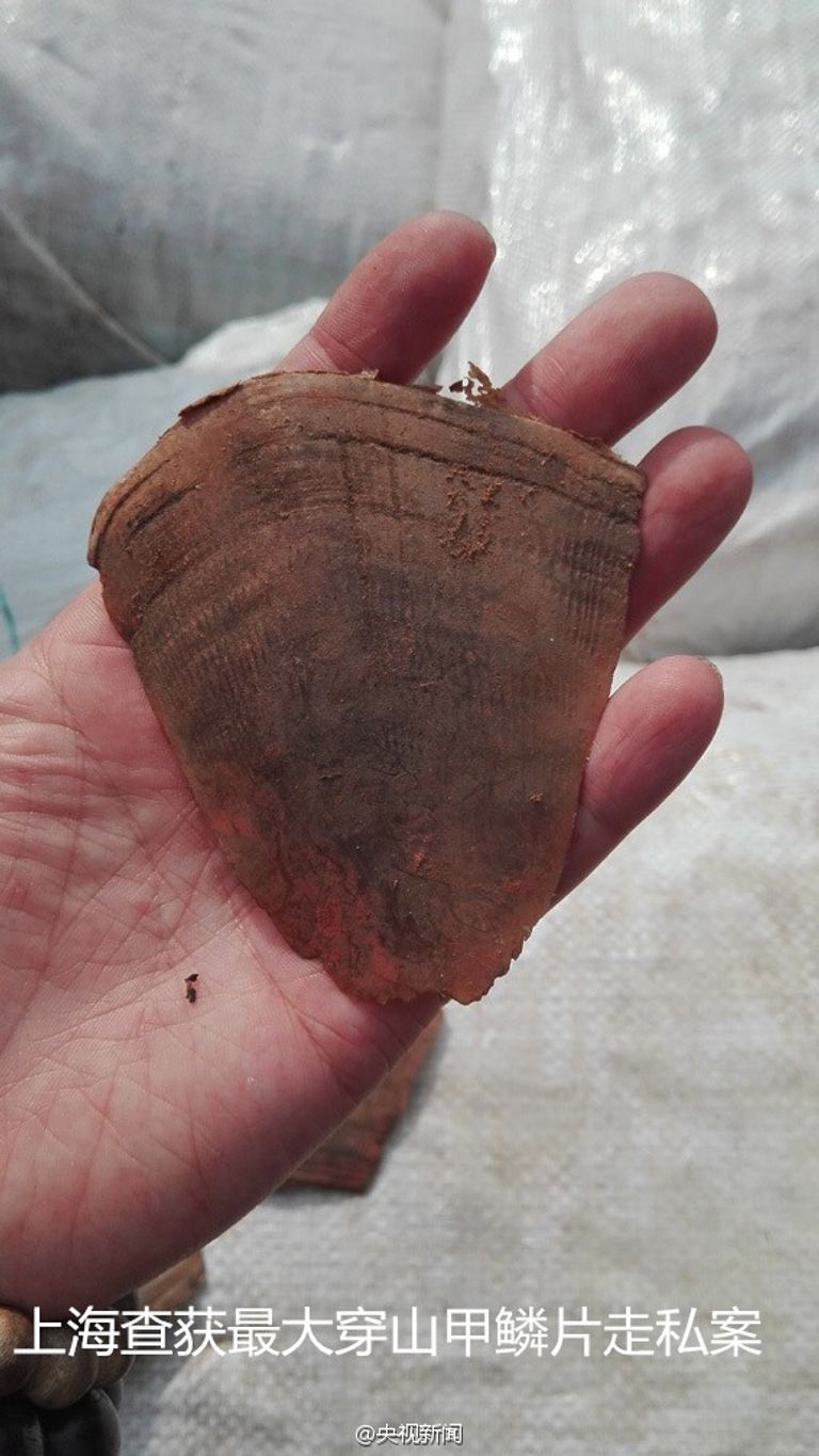 القشور تغطي حيوان البنغول أو آكل النمل