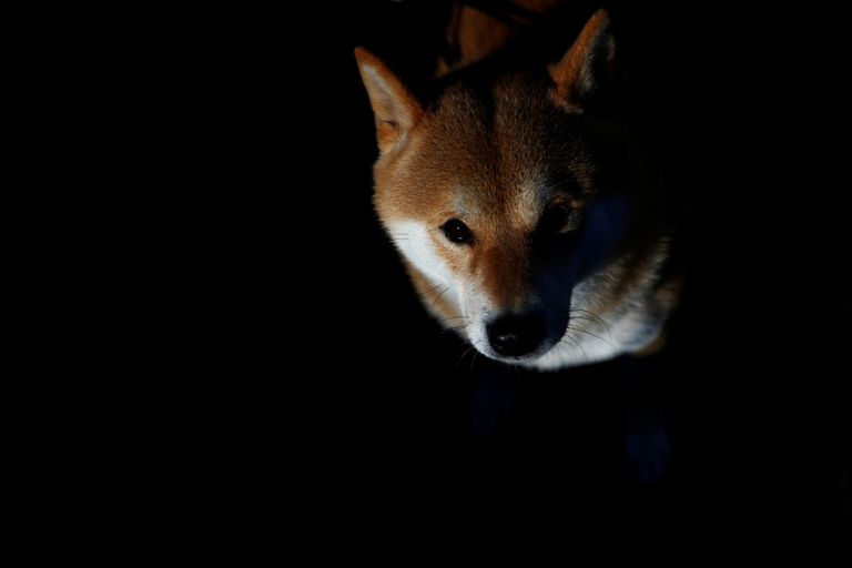 كلاب وأصحابها في انتظار بدء سباق سان بيريستر السنوي السادس