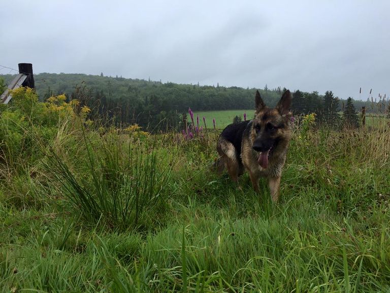 المتجر الكندي تلقى الآلاف من طلبات التعيين