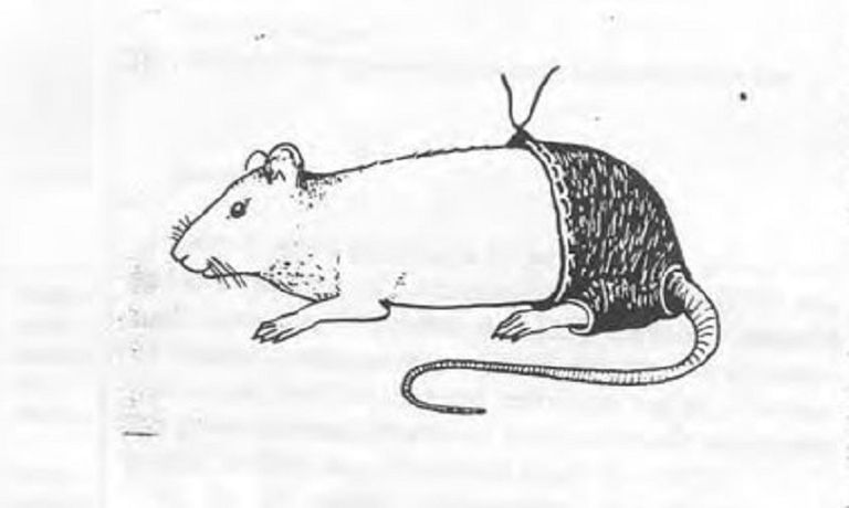 رجل الماعز توماس ثويتس