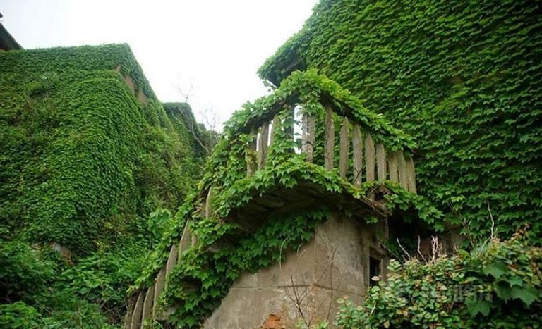 قرية جزيرة جوكي