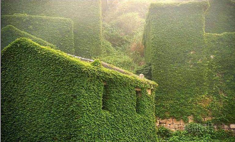 قرية جزيرة جوكي