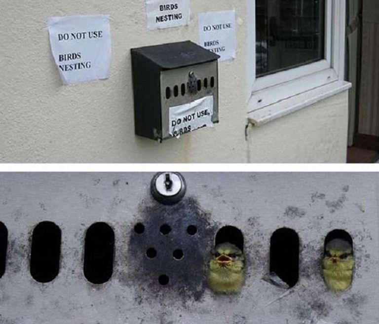 الأفراخ الصغيرة داخل صندوق البريد داخل مسراج قديم