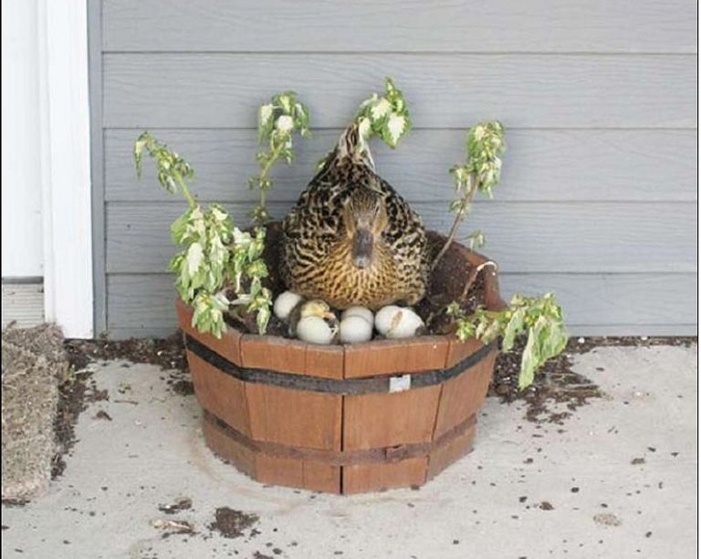 داخل أصيص للزهور داخل مسراج قديم