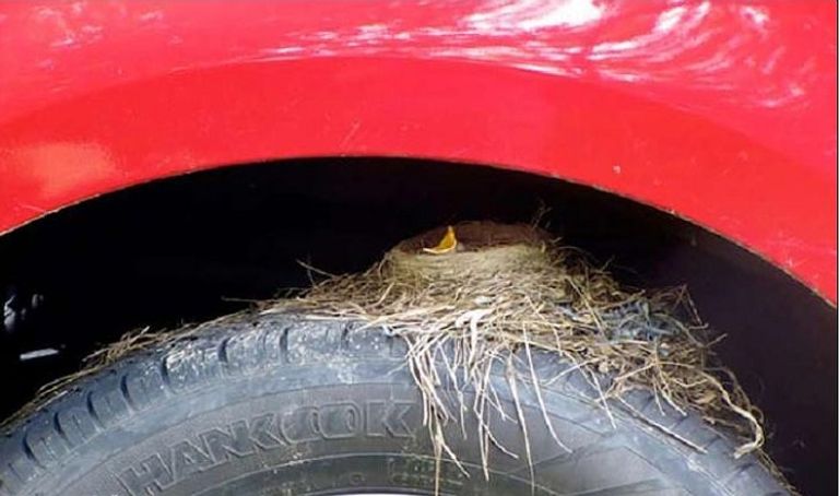 فوق إطار سيارة قديمة داخل مسراج قديم