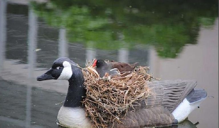 فوق ظهر طائر داخل مسراج قديم