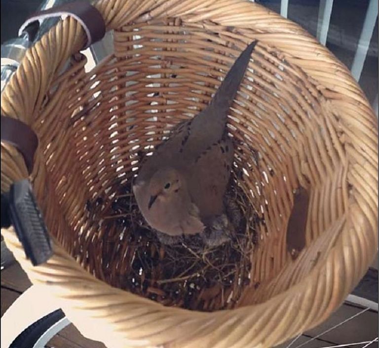 في مقدمة دراجة داخل مسراج قديم