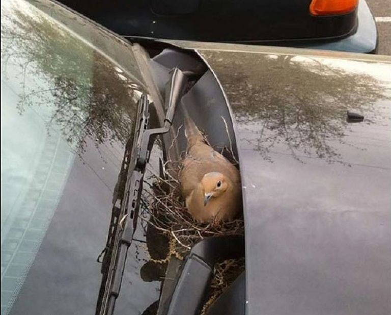 في مقدمة سيارة داخل مسراج قديم