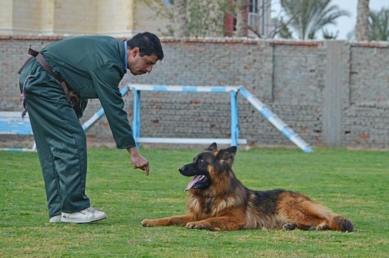 المركز يتعامل مع الكلاب غير المدربة