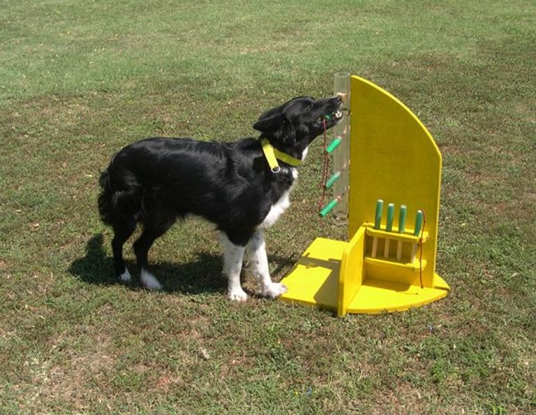 المركز يتعامل مع الكلاب غير المدربة