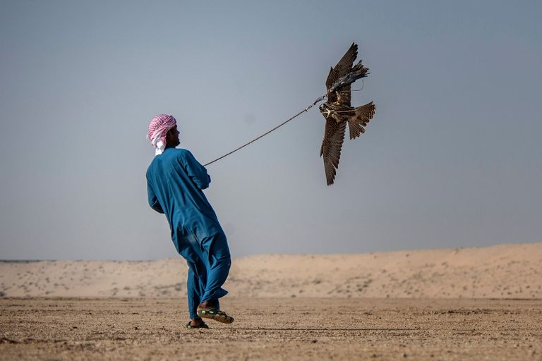 أحد المتسابقين في بطولة فزاع للصيد بالصقور