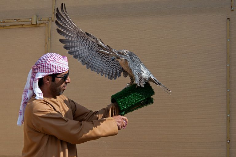 أحد المتسابقين في بطولة فزاع للصيد بالصقور