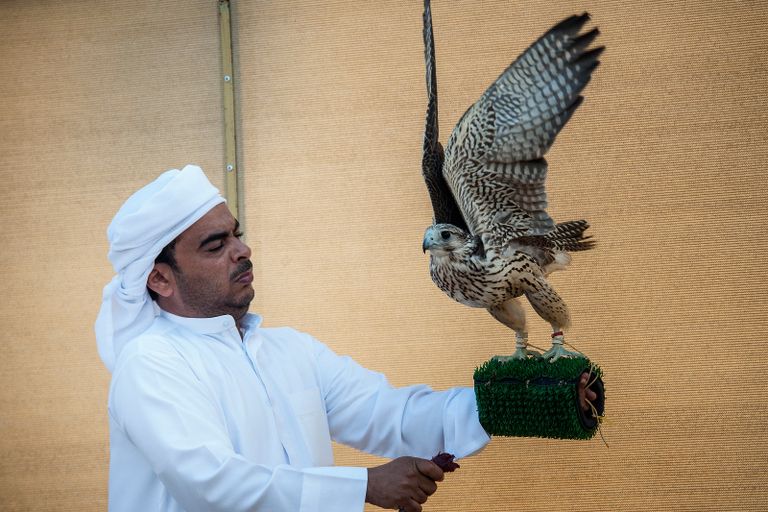 أحد المتسابقين في بطولة فزاع للصيد بالصقور