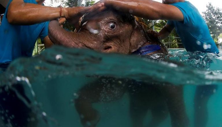 الفيلة الصغيرة في حوض السباحة