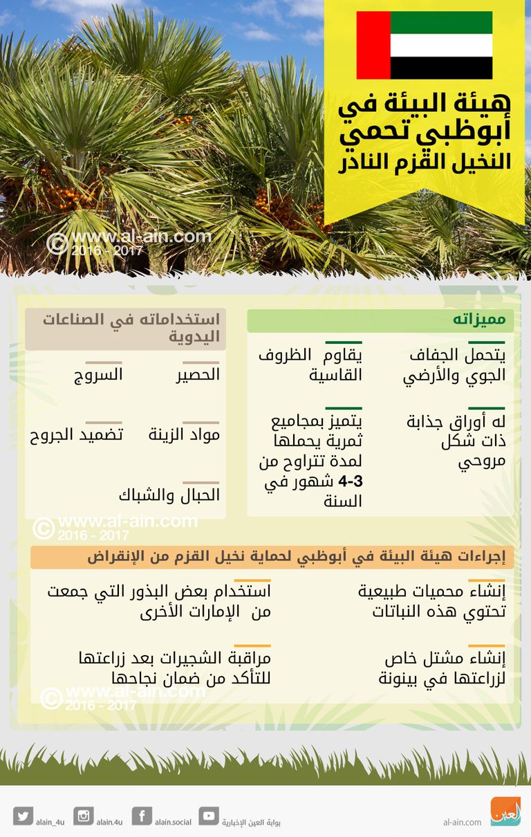 ثمار نخيل القزم