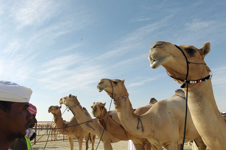 من إنجازات لجنة المهرجانات