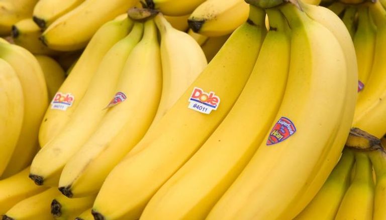مرض بنما يهدد محصول الموز