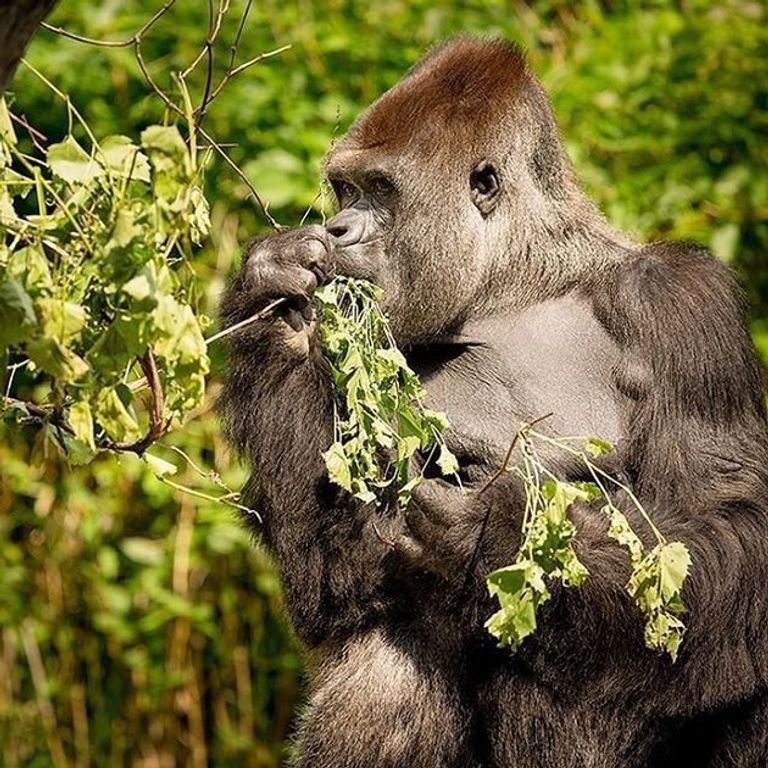 الغوريلا بيباك