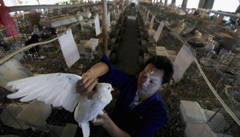 عامل في مزرعة للحمام بالصين