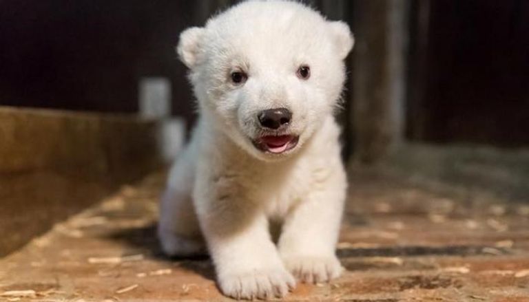 الدب القطبي المولود في برلين قبل شهرين