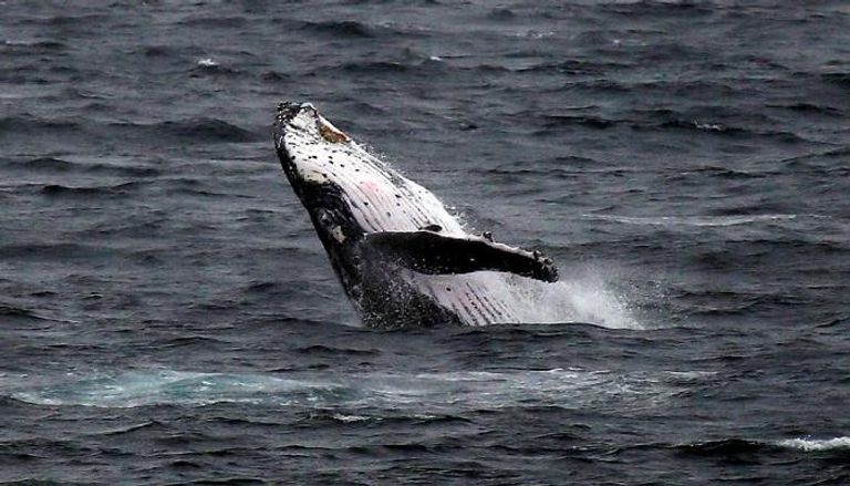 أستراليا محبطة من استمرار اليابان في صيد الحيتان