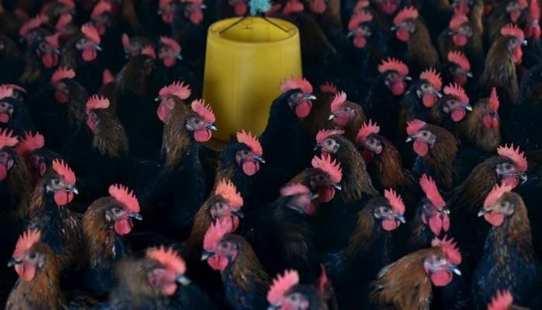 دجاج في مزرعة دواجن في إقليم آنهوي بالصين