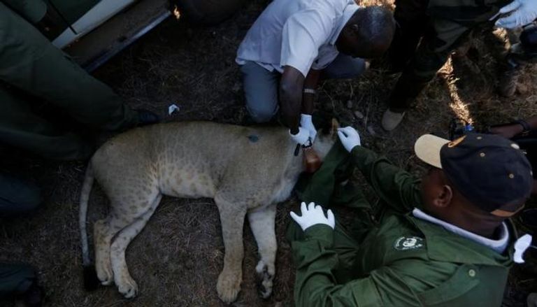 أطباء يضعون طوقا حول رقبة أسد في متنزه نيروبي