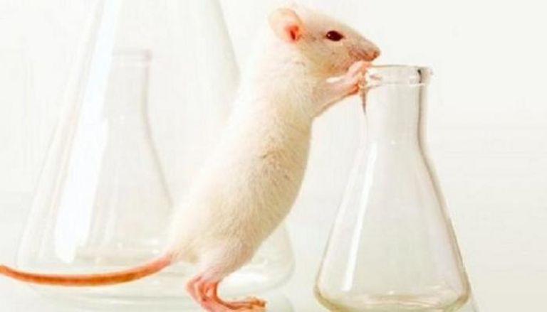 rats-mice-transplant