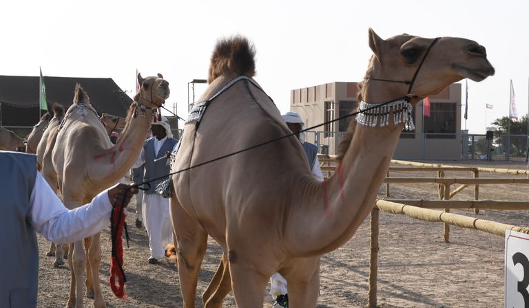مهرجان سلطان بن زايد التراثي