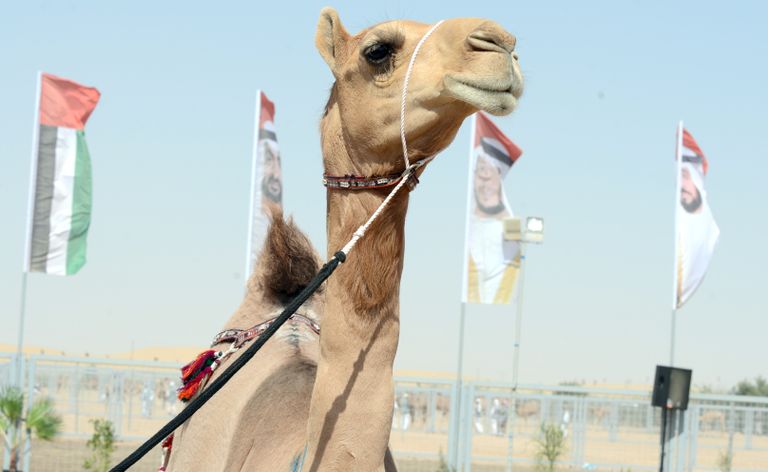 مهرجان سلطان بن زايد التراثي