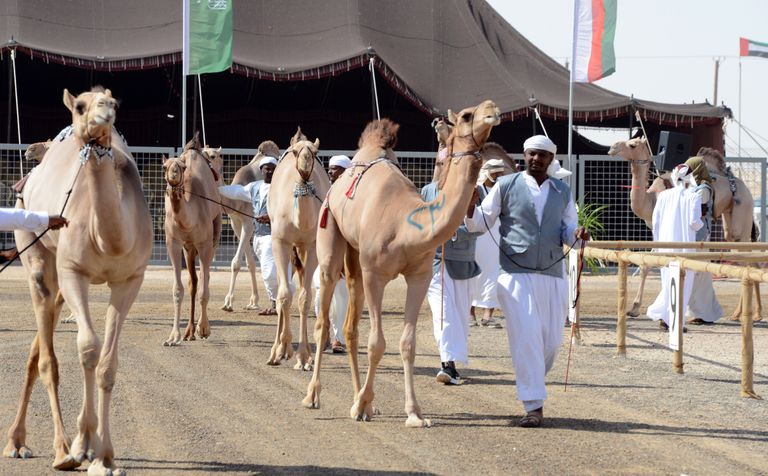 مهرجان سلطان بن زايد التراثي