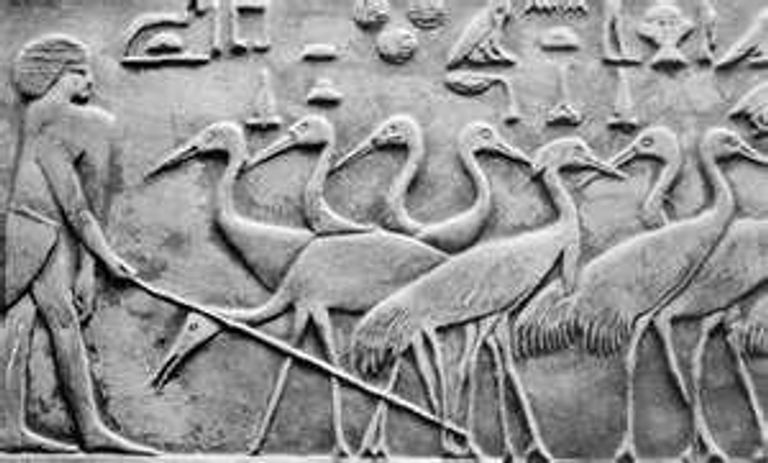 رمزية الطيور لدى المصري القديم