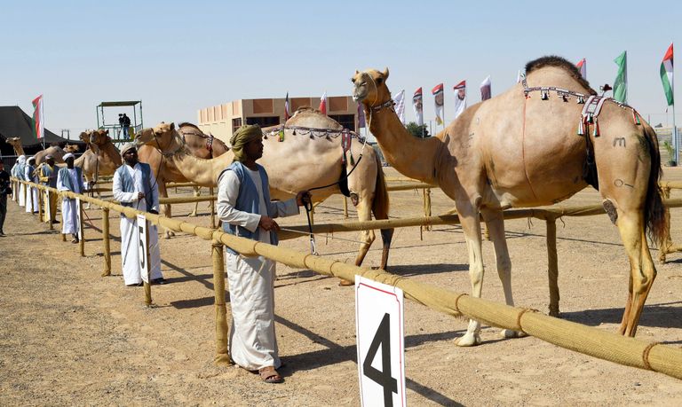 الشيخ سلطان بن زايد متحدثاً عن أهمية التراث أمام الإعلاميين