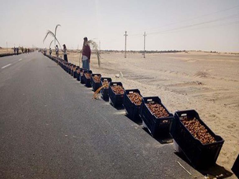 تمور - صورة أرشيفية