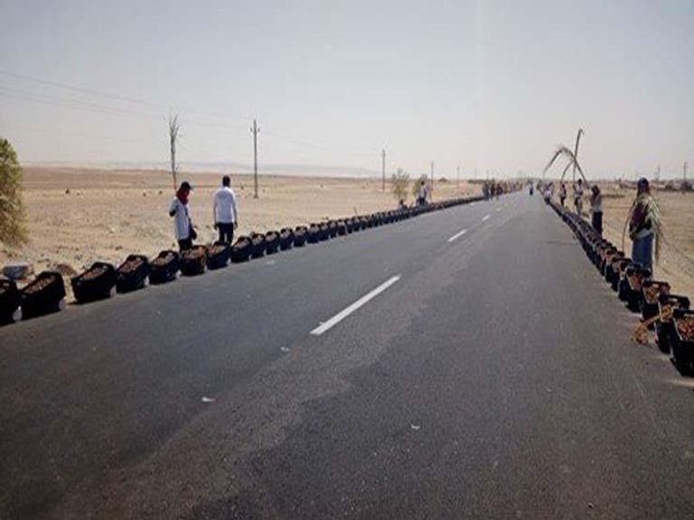 تمور - صورة أرشيفية