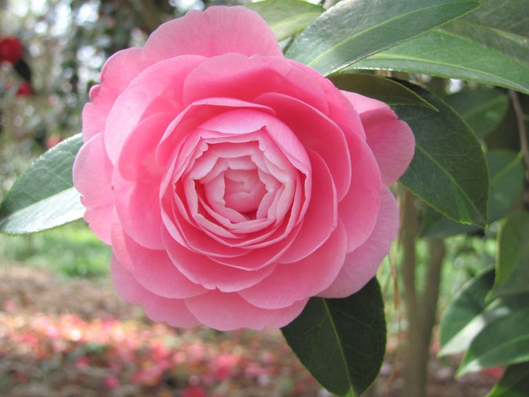 باقة ورد بالطريقة العصرية