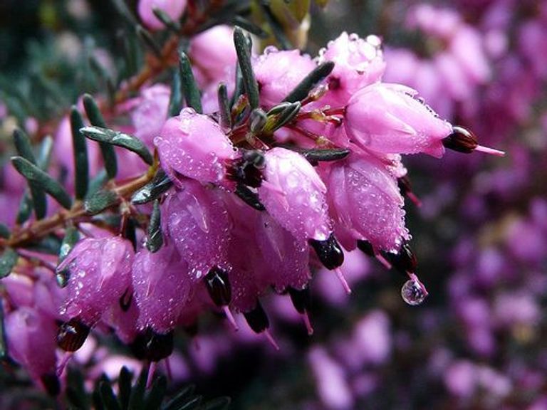 باقة ورد بالطريقة العصرية