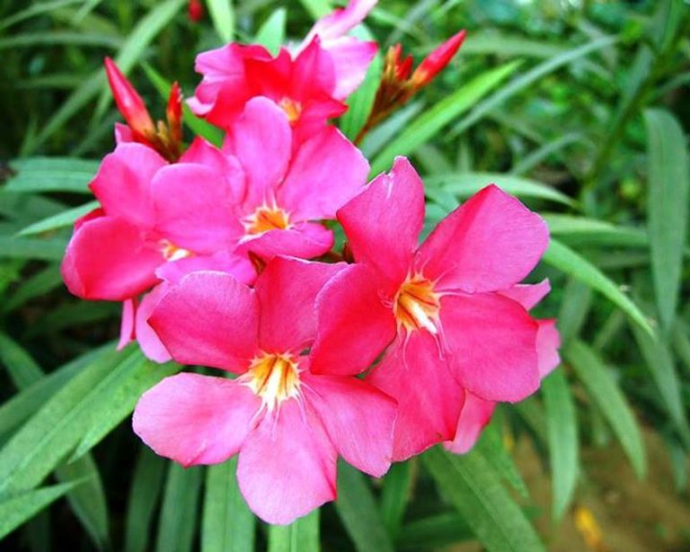 باقة ورد بالطريقة العصرية